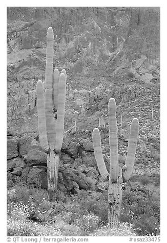 Multi-armed saguaro cactus in spring, Ajo Mountains. Organ Pipe Cactus  National Monument, Arizona, USA (black and white)