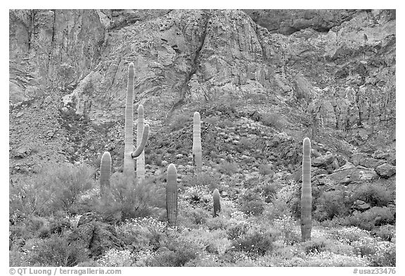 Group of saguaro cactus in spring, Ajo Mountains. Organ Pipe Cactus  National Monument, Arizona, USA (black and white)