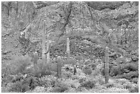 Group of saguaro cactus in spring, Ajo Mountains. Organ Pipe Cactus  National Monument, Arizona, USA (black and white)