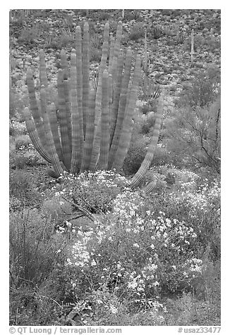 Brittlebush (Encelia farinosa) flowers and organ pipe cactus. Organ Pipe Cactus  National Monument, Arizona, USA (black and white)