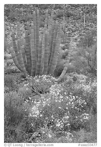 Brittlebush (Encelia farinosa) flowers and organ pipe cactus. Organ Pipe Cactus  National Monument, Arizona, USA