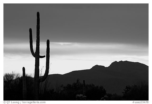 Saguaro cactus silhouetted at sunset. Organ Pipe Cactus  National Monument, Arizona, USA (black and white)