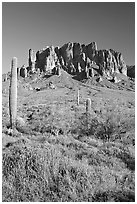 Tall cacti and Superstition Mountains, Lost Dutchman State Park, afternoon. Arizona, USA (black and white)