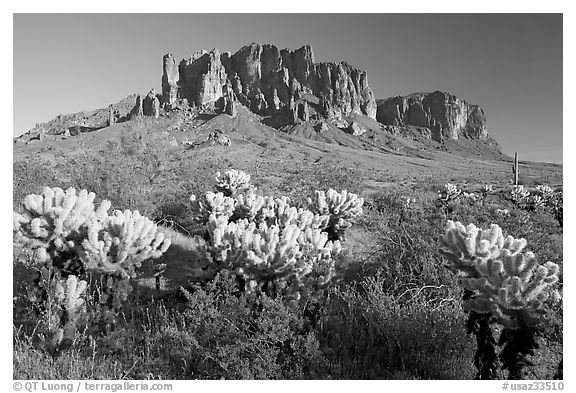 Cholla cacti and Superstition Mountains, Lost Dutchman State Park, afternoon. Arizona, USA (black and white)