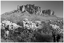 Cholla cacti and Superstition Mountains, Lost Dutchman State Park, afternoon. Arizona, USA ( black and white)