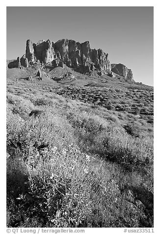 Brittlebush (Encelia farinosa) and craggy mountains, Lost Dutchman State Park, late afternoon. Arizona, USA (black and white)