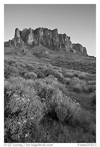 Craggy Superstition Mountains and wildflowers, Lost Dutchman State Park, sunset. Arizona, USA