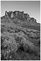 Craggy Superstition Mountains and wildflowers, Lost Dutchman State Park, sunset. Arizona, USA (black and white)