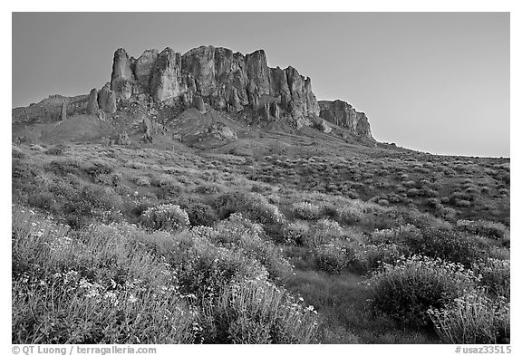 Craggy Superstition Mountains and brittlebush, Lost Dutchman State Park, dusk. Arizona, USA