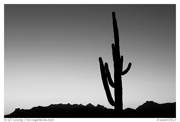 Multi-armed saguaro cactus, sunset, Lost Dutchman State Park. Arizona, USA