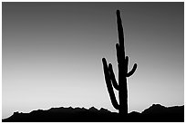 Multi-armed saguaro cactus, sunset, Lost Dutchman State Park. Arizona, USA ( black and white)