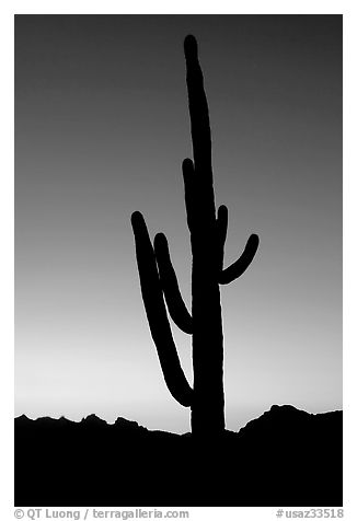 Saguaro cactus silhoueted at sunset, Lost Dutchman State Park. Arizona, USA (black and white)