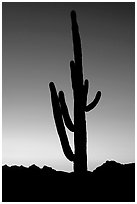Saguaro cactus silhoueted at sunset, Lost Dutchman State Park. Arizona, USA (black and white)