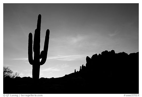 Saguaro cactus and Superstition Mountains silhoueted at sunrise, Lost Dutchman State Park. Arizona, USA
