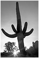 Sun and Saguaro cactus,  sunrise, Lost Dutchman State Park. Arizona, USA ( black and white)