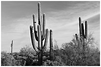 Old saguaro cacti, Lost Dutchman State Park. Arizona, USA ( black and white)