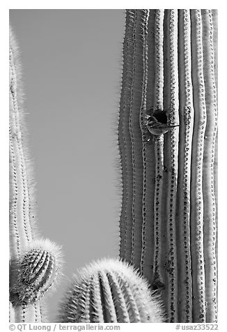 Cactus Wren nesting in a cavity of a saguaro cactus, Lost Dutchman State Park. Arizona, USA (black and white)