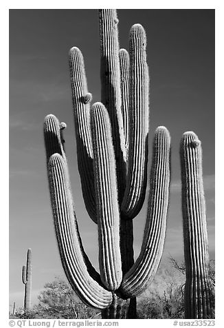 Old saguaro cacti, Lost Dutchman State Park. Arizona, USA