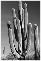 Old saguaro cacti, Lost Dutchman State Park. Arizona, USA (black and white)