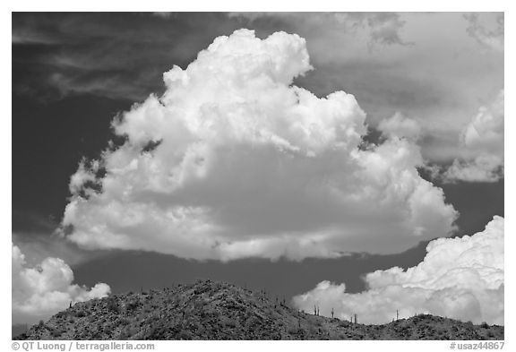 Cloud and ridge with saguaro cactus, Sonoran Desert National Monument. Arizona, USA (black and white)