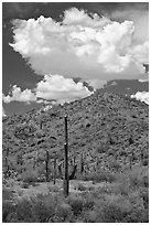 Saguaro cactus, hill, and clouds, Sonoran Desert National Monument. Arizona, USA (black and white)