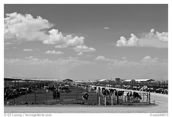 Cattle feedlot, Maricopa. Arizona, USA