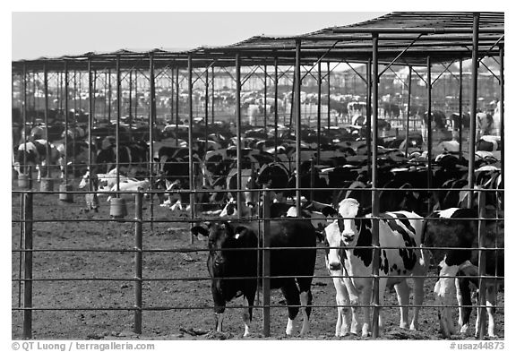 Beef cattle in feedyard, Maricopa. Arizona, USA