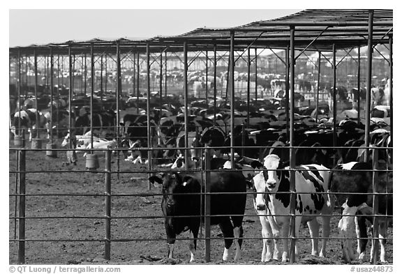 Beef cattle in feedyard, Maricopa. Arizona, USA (black and white)