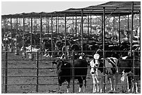 Beef cattle in feedyard, Maricopa. Arizona, USA ( black and white)