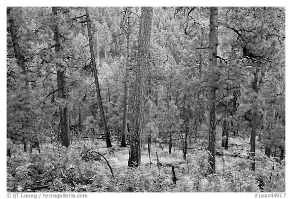 Pine trees, Apache National Forest. Arizona, USA (black and white)