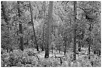 Pine trees, Apache National Forest. Arizona, USA ( black and white)