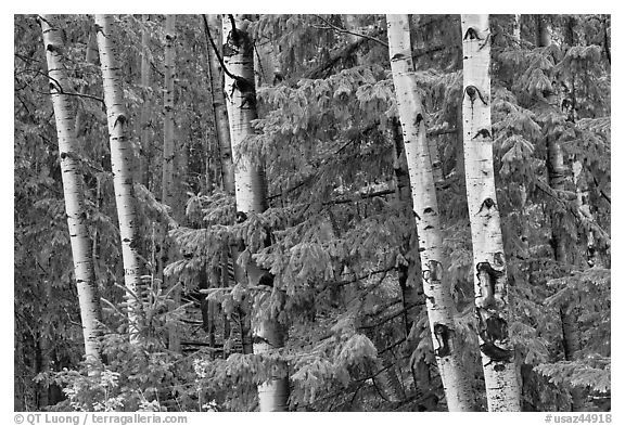 Aspens and conifers, Apache National Forest. Arizona, USA (black and white)