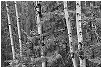 Aspens and conifers, Apache National Forest. Arizona, USA (black and white)