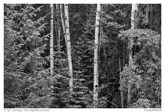 Mixed woodland with aspens and evergreens, Apache National Forest. Arizona, USA (black and white)