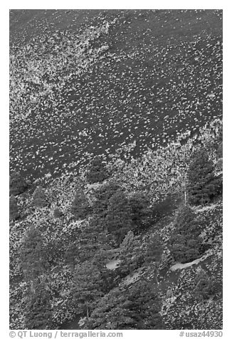 Pines trees and shrubs on cinder slope at sunrise, Sunset Crater Volcano National Monument. Arizona, USA (black and white)