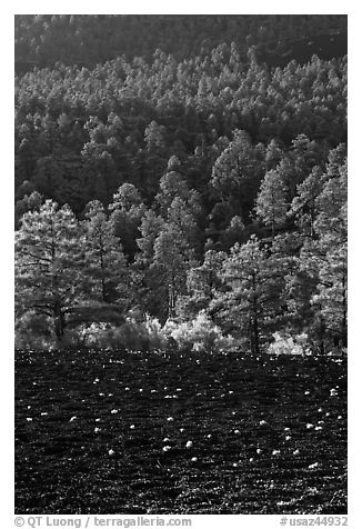 Cinder and forest, Sunset Crater Volcano National Monument. Arizona, USA (black and white)