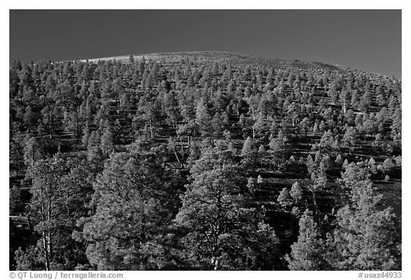 Pine trees on slopes of crater, Sunset Crater Volcano National Monument. Arizona, USA (black and white)