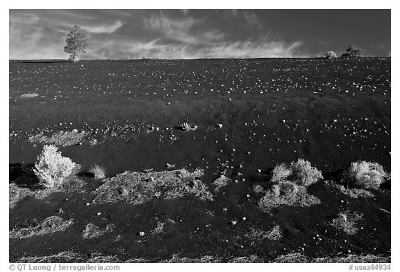 Sparse vegetation on cinder slope. Sunset Crater Volcano National Monument, Arizona, USA (black and white)