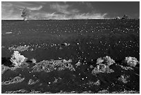 Sparse vegetation on cinder slope. Sunset Crater Volcano National Monument, Arizona, USA ( black and white)