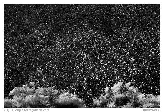 Sagebrush and pumice. Sunset Crater Volcano National Monument, Arizona, USA (black and white)