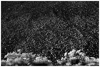 Sagebrush and pumice. Sunset Crater Volcano National Monument, Arizona, USA ( black and white)