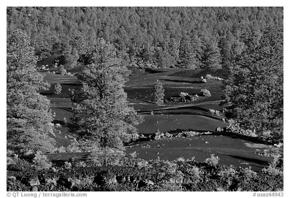 Pine trees, hardened lava. Sunset Crater Volcano National Monument, Arizona, USA (black and white)