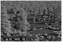 Pine trees, hardened lava. Sunset Crater Volcano National Monument, Arizona, USA ( black and white)