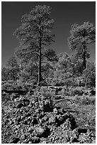 Hardened lava and pine trees, Coconino National Forest. Arizona, USA (black and white)