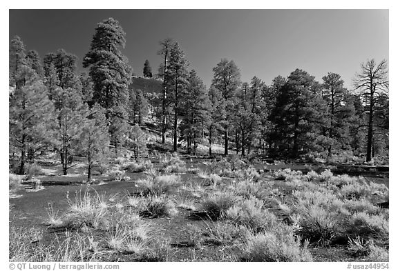 Cinder and pine trees, Coconino National Forest. Arizona, USA (black and white)