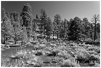 Cinder and pine trees, Coconino National Forest. Arizona, USA (black and white)