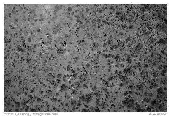 Aerial view of desert scrubland with cactus. Tucson, Arizona, USA (black and white)