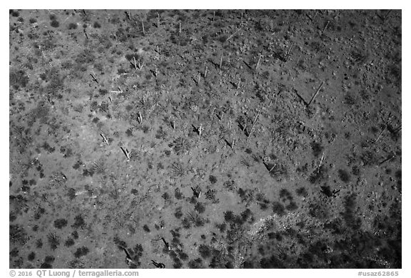 Aerial view of desert scrubland with saguaro cactus. Tucson, Arizona, USA (black and white)