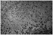 Aerial view of desert scrubland with saguaro cactus. Tucson, Arizona, USA ( black and white)