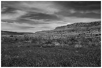 Flowers and Vermilion Cliffs. Vermilion Cliffs National Monument, Arizona, USA ( black and white)